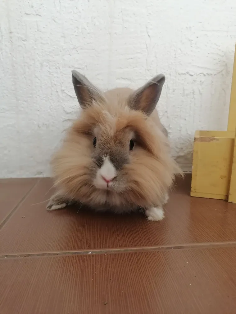 Topli i inteligentni: U moru čupavih u&scaron;iju i &scaron;apica, jedva smo izdvojili 40 fotografija