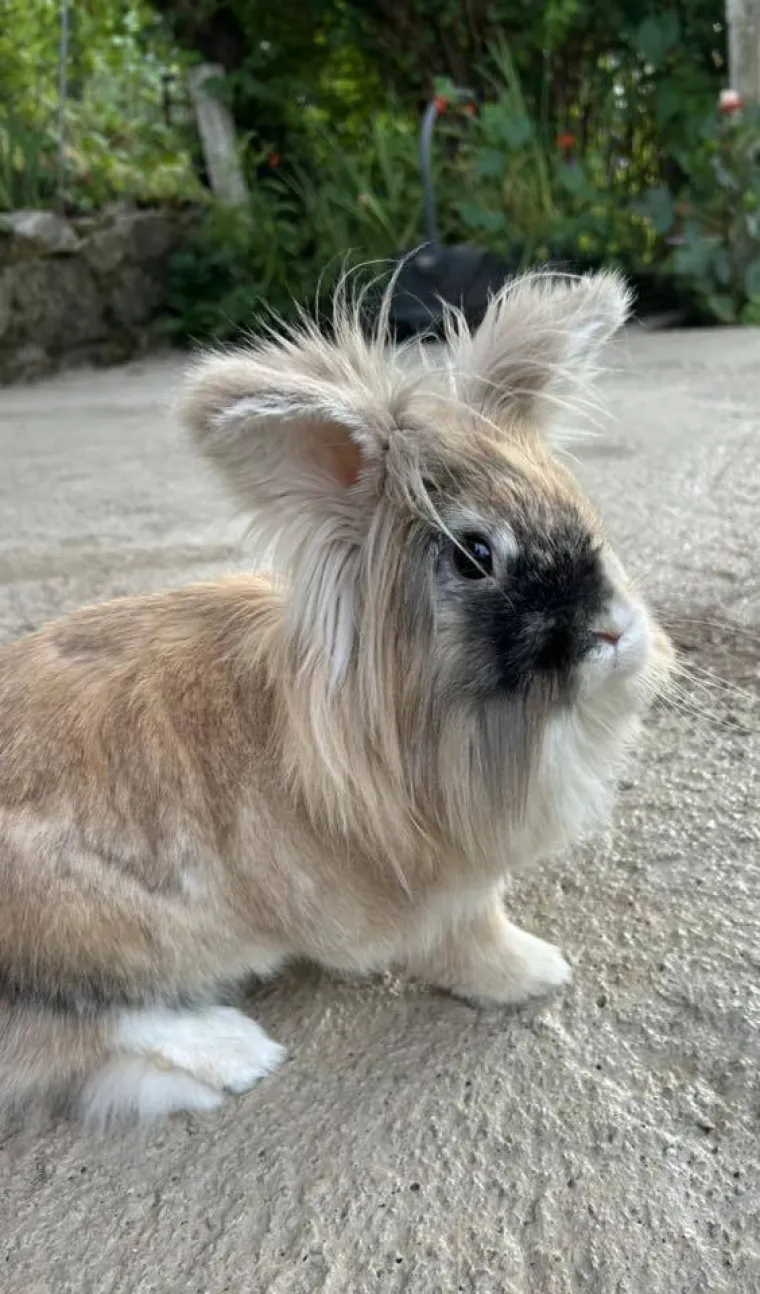 Topli i inteligentni: U moru čupavih u&scaron;iju i &scaron;apica, jedva smo izdvojili 40 fotografija