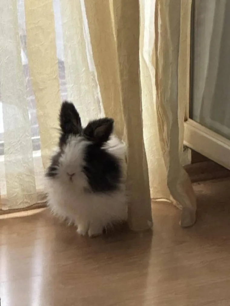 Topli i inteligentni: U moru čupavih u&scaron;iju i &scaron;apica, jedva smo izdvojili 40 fotografija