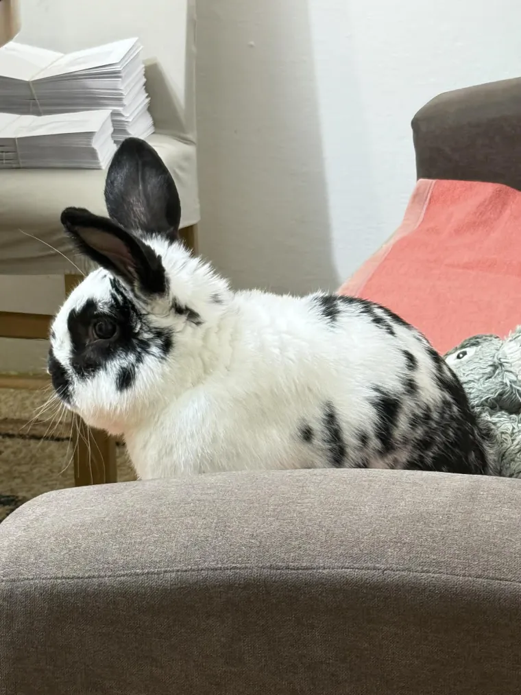 Topli i inteligentni: U moru čupavih u&scaron;iju i &scaron;apica, jedva smo izdvojili 40 fotografija