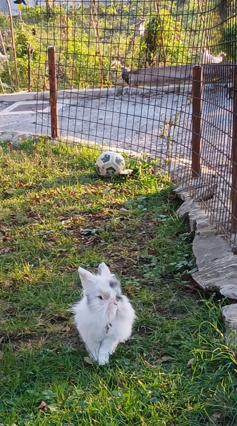 Topli i inteligentni: U moru čupavih u&scaron;iju i &scaron;apica, jedva smo izdvojili 40 fotografija