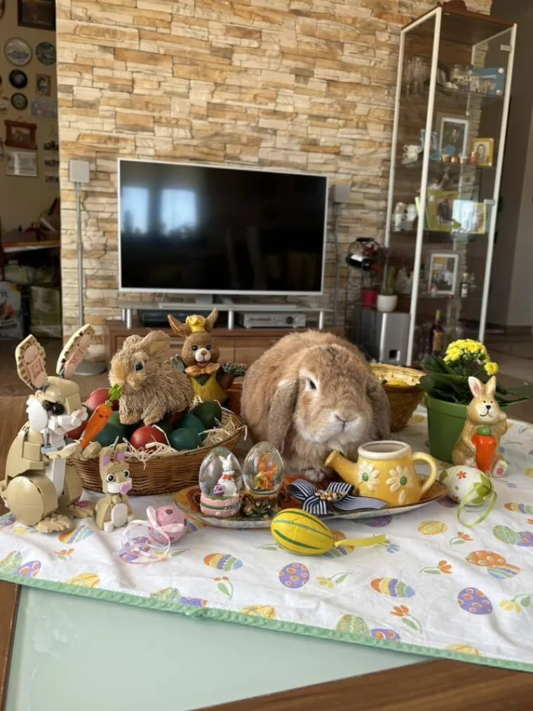 Topli i inteligentni: U moru čupavih u&scaron;iju i &scaron;apica, jedva smo izdvojili 40 fotografija