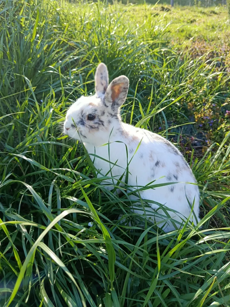 Topli i inteligentni: U moru čupavih u&scaron;iju i &scaron;apica, jedva smo izdvojili 40 fotografija