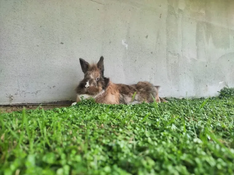 Topli i inteligentni: U moru čupavih u&scaron;iju i &scaron;apica, jedva smo izdvojili 40 fotografija