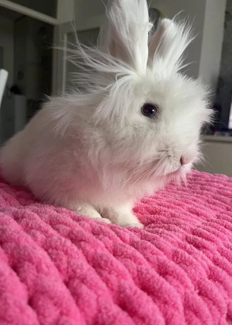 Topli i inteligentni: U moru čupavih u&scaron;iju i &scaron;apica, jedva smo izdvojili 40 fotografija