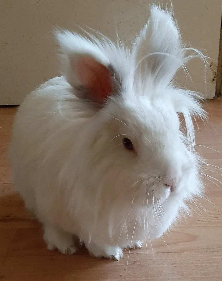 Topli i inteligentni: U moru čupavih u&scaron;iju i &scaron;apica, jedva smo izdvojili 40 fotografija