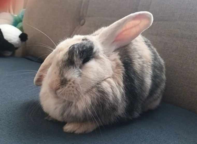 Topli i inteligentni: U moru čupavih u&scaron;iju i &scaron;apica, jedva smo izdvojili 40 fotografija