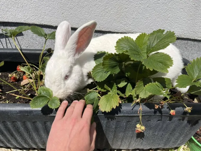 Topli i inteligentni: U moru čupavih u&scaron;iju i &scaron;apica, jedva smo izdvojili 40 fotografija
