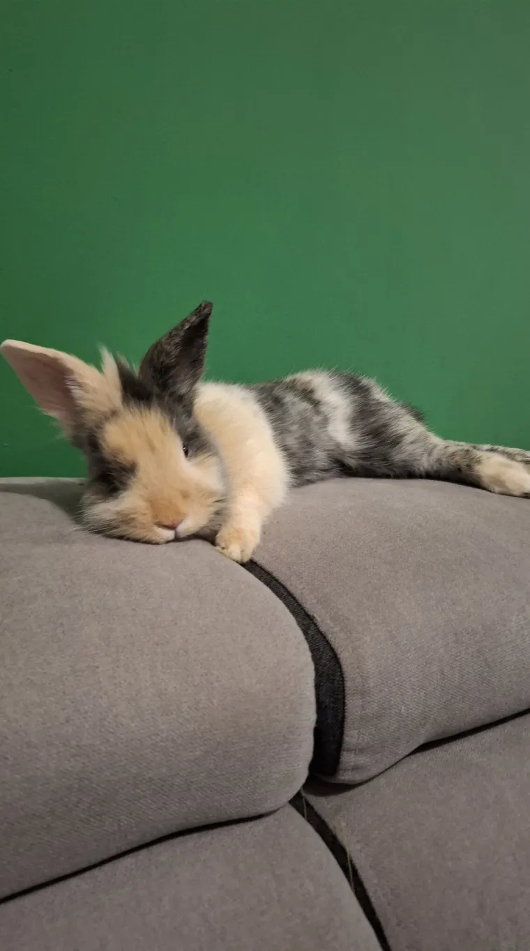 Topli i inteligentni: U moru čupavih u&scaron;iju i &scaron;apica, jedva smo izdvojili 40 fotografija