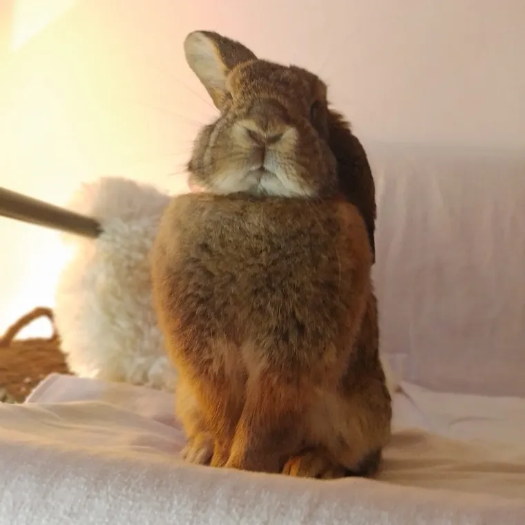 Topli i inteligentni: U moru čupavih u&scaron;iju i &scaron;apica, jedva smo izdvojili 40 fotografija
