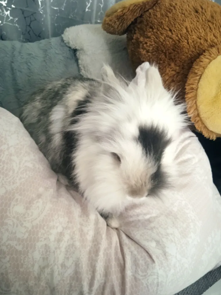 Topli i inteligentni: U moru čupavih u&scaron;iju i &scaron;apica, jedva smo izdvojili 40 fotografija