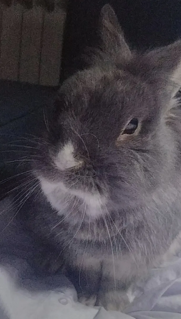 Topli i inteligentni: U moru čupavih u&scaron;iju i &scaron;apica, jedva smo izdvojili 40 fotografija