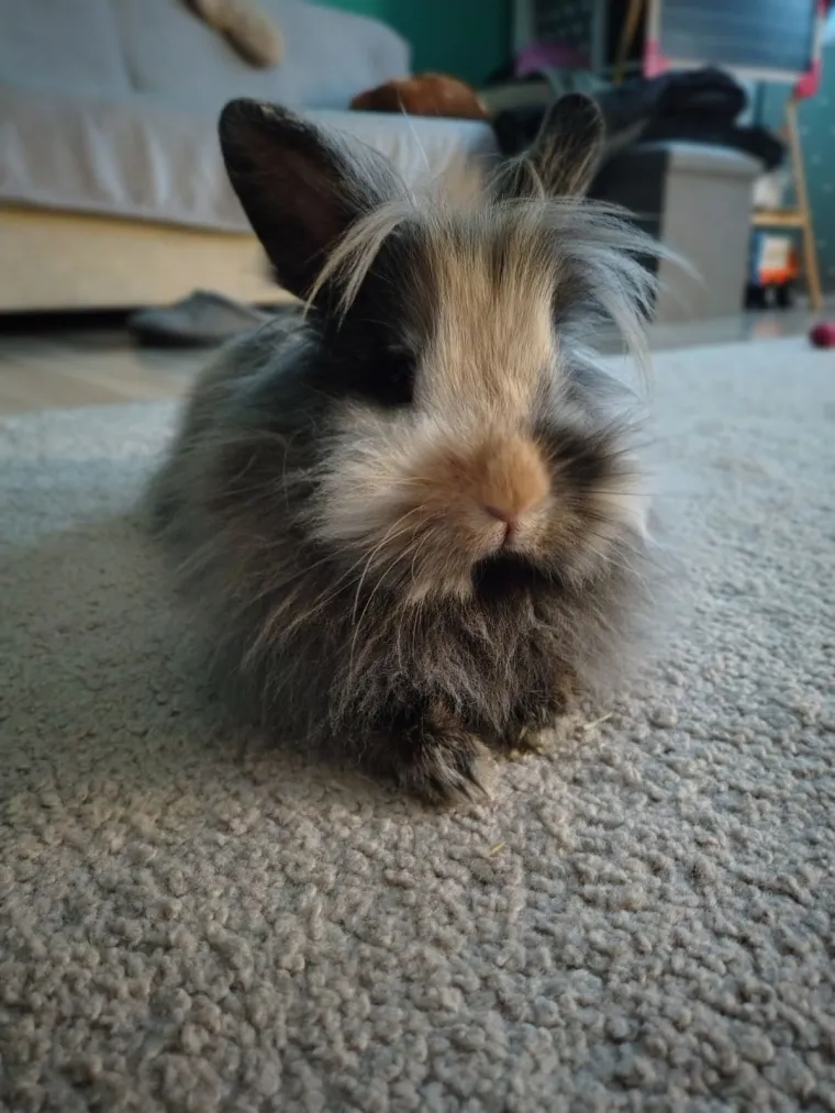 Topli i inteligentni: U moru čupavih u&scaron;iju i &scaron;apica, jedva smo izdvojili 40 fotografija
