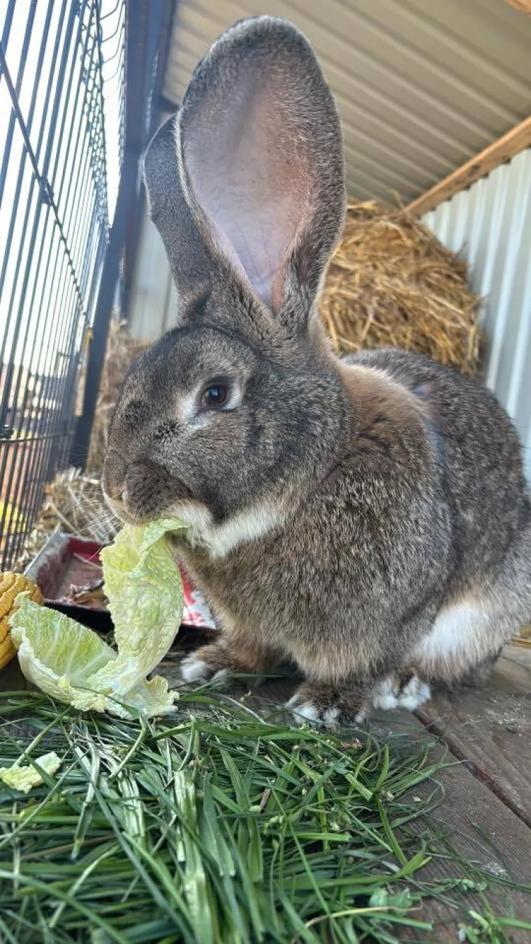 Topli i inteligentni: U moru čupavih u&scaron;iju i &scaron;apica, jedva smo izdvojili 40 fotografija