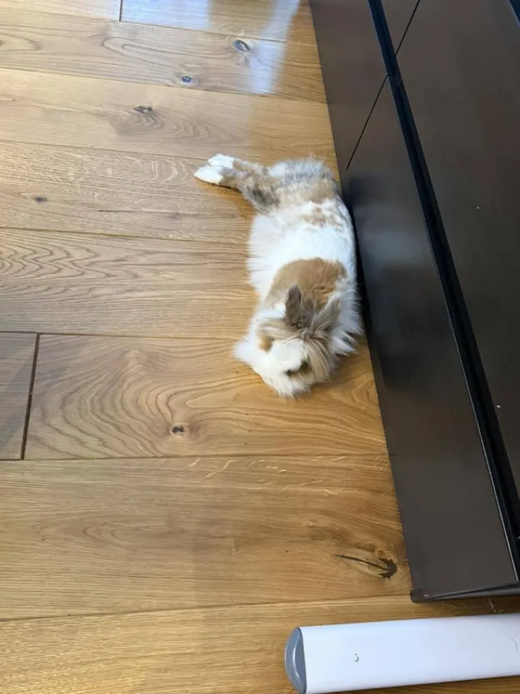 Topli i inteligentni: U moru čupavih u&scaron;iju i &scaron;apica, jedva smo izdvojili 40 fotografija