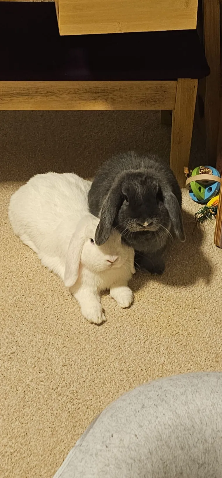 Topli i inteligentni: U moru čupavih u&scaron;iju i &scaron;apica, jedva smo izdvojili 40 fotografija