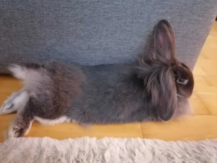 Topli i inteligentni: U moru čupavih u&scaron;iju i &scaron;apica, jedva smo izdvojili 40 fotografija