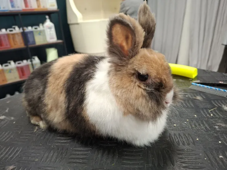 Topli i inteligentni: U moru čupavih u&scaron;iju i &scaron;apica, jedva smo izdvojili 40 fotografija