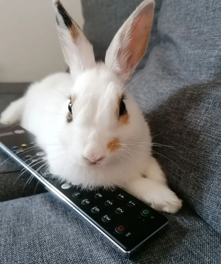 Topli i inteligentni: U moru čupavih u&scaron;iju i &scaron;apica, jedva smo izdvojili 40 fotografija