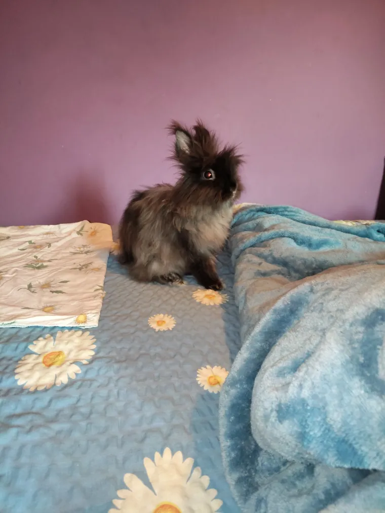 Topli i inteligentni: U moru čupavih u&scaron;iju i &scaron;apica, jedva smo izdvojili 40 fotografija