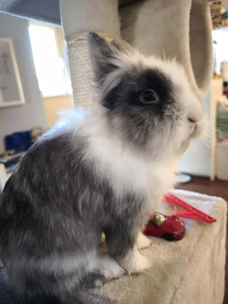 Topli i inteligentni: U moru čupavih u&scaron;iju i &scaron;apica, jedva smo izdvojili 40 fotografija