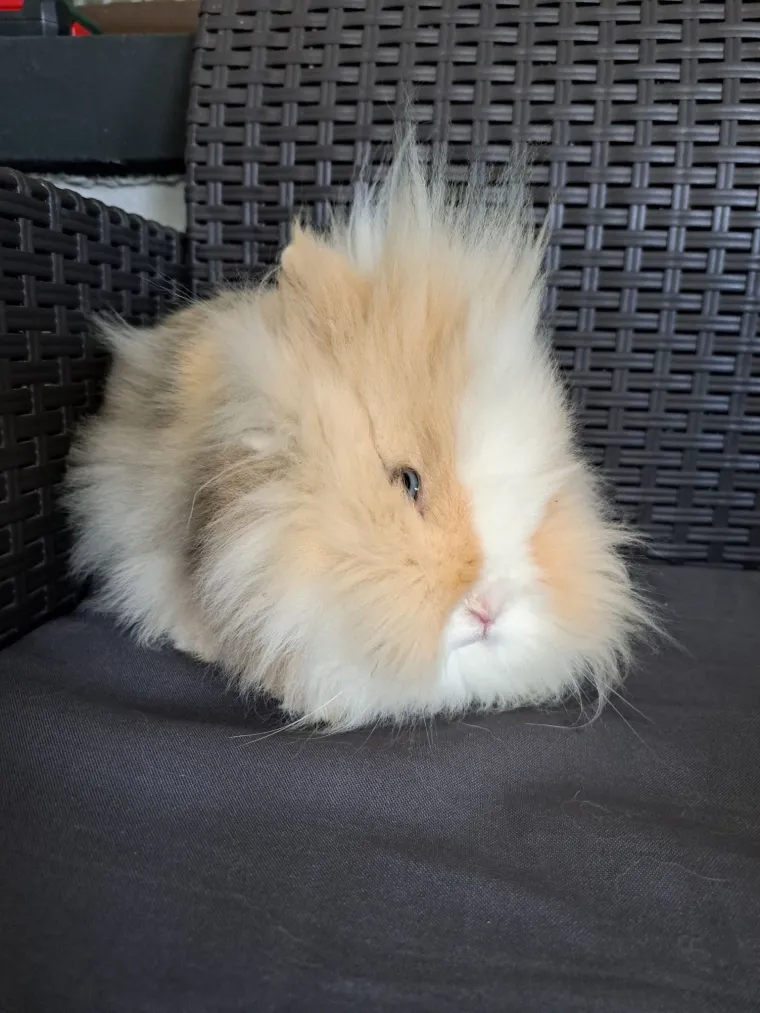 Topli i inteligentni: U moru čupavih u&scaron;iju i &scaron;apica, jedva smo izdvojili 40 fotografija