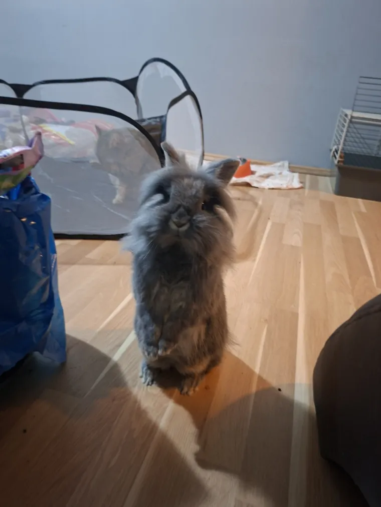 Topli i inteligentni: U moru čupavih u&scaron;iju i &scaron;apica, jedva smo izdvojili 40 fotografija