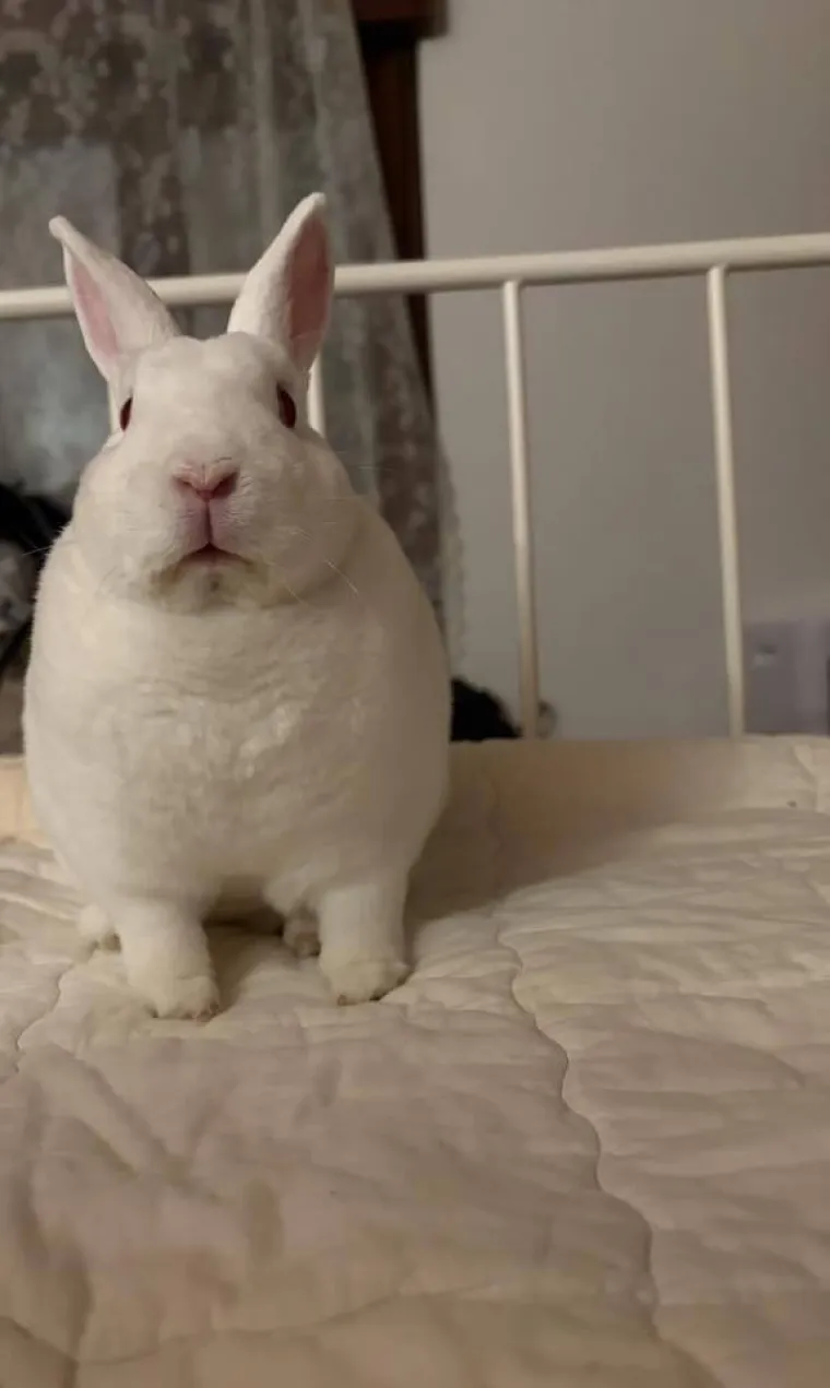 Topli i inteligentni: U moru čupavih u&scaron;iju i &scaron;apica, jedva smo izdvojili 40 fotografija