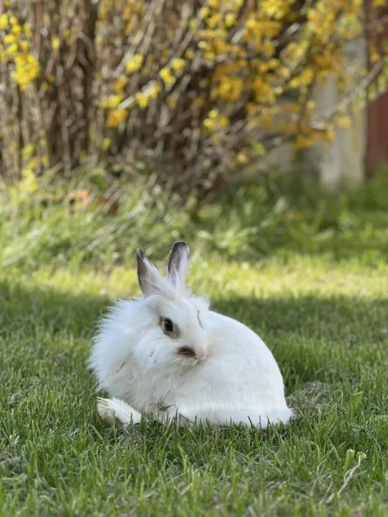Topli i inteligentni: U moru čupavih u&scaron;iju i &scaron;apica, jedva smo izdvojili 40 fotografija