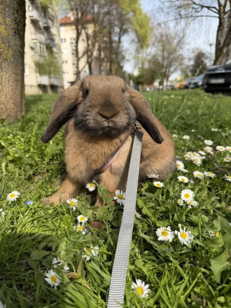 Topli i inteligentni: U moru čupavih u&scaron;iju i &scaron;apica, jedva smo izdvojili 40 fotografija