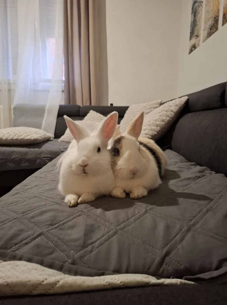 Topli i inteligentni: U moru čupavih u&scaron;iju i &scaron;apica, jedva smo izdvojili 40 fotografija