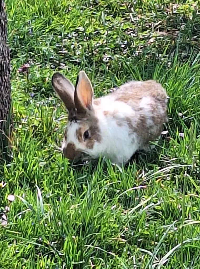 Topli i inteligentni: U moru čupavih u&scaron;iju i &scaron;apica, jedva smo izdvojili 40 fotografija