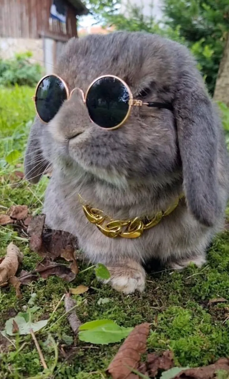 Topli i inteligentni: U moru čupavih u&scaron;iju i &scaron;apica, jedva smo izdvojili 40 fotografija