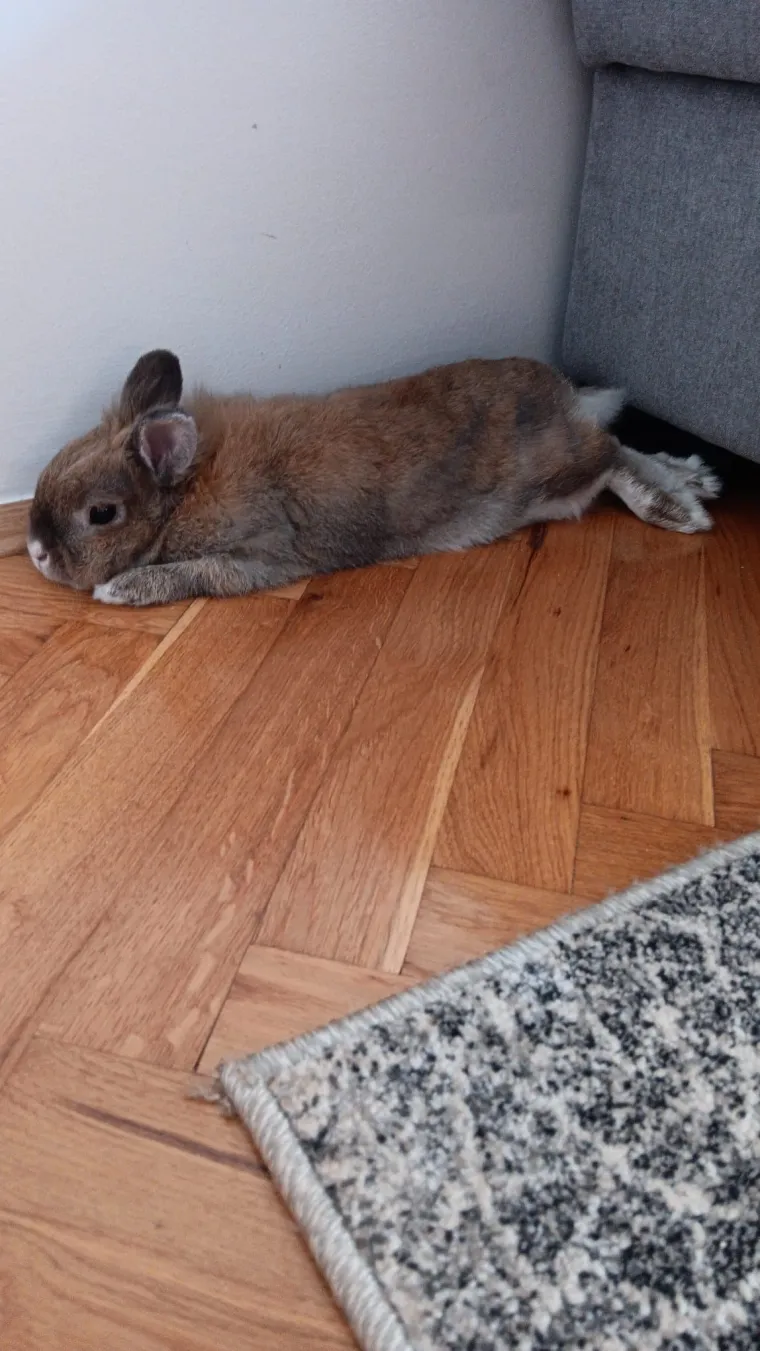 Topli i inteligentni: U moru čupavih u&scaron;iju i &scaron;apica, jedva smo izdvojili 40 fotografija