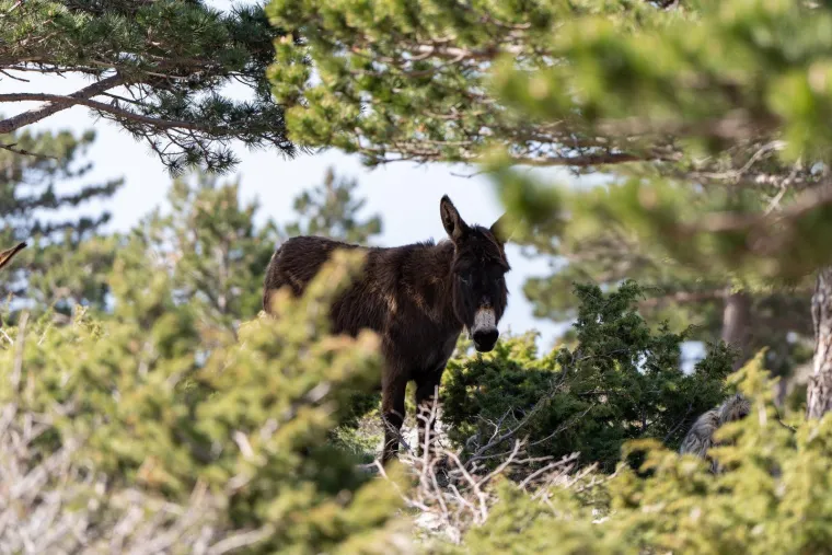 Na rallyju sve i sva&scaron;ta: I razne životinje na posljednjoj etapi koju je obilježila prava drama