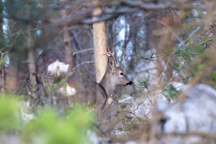 Na rallyju sve i sva&scaron;ta: I razne životinje na posljednjoj etapi koju je obilježila prava drama