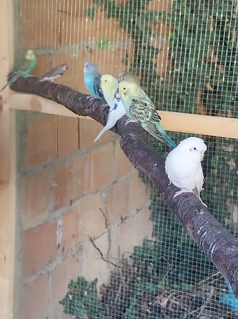 Malo čudo treći je najpopularniji ljubimac na svijetu: Va&scaron;e fotografije ispunile su nam srca