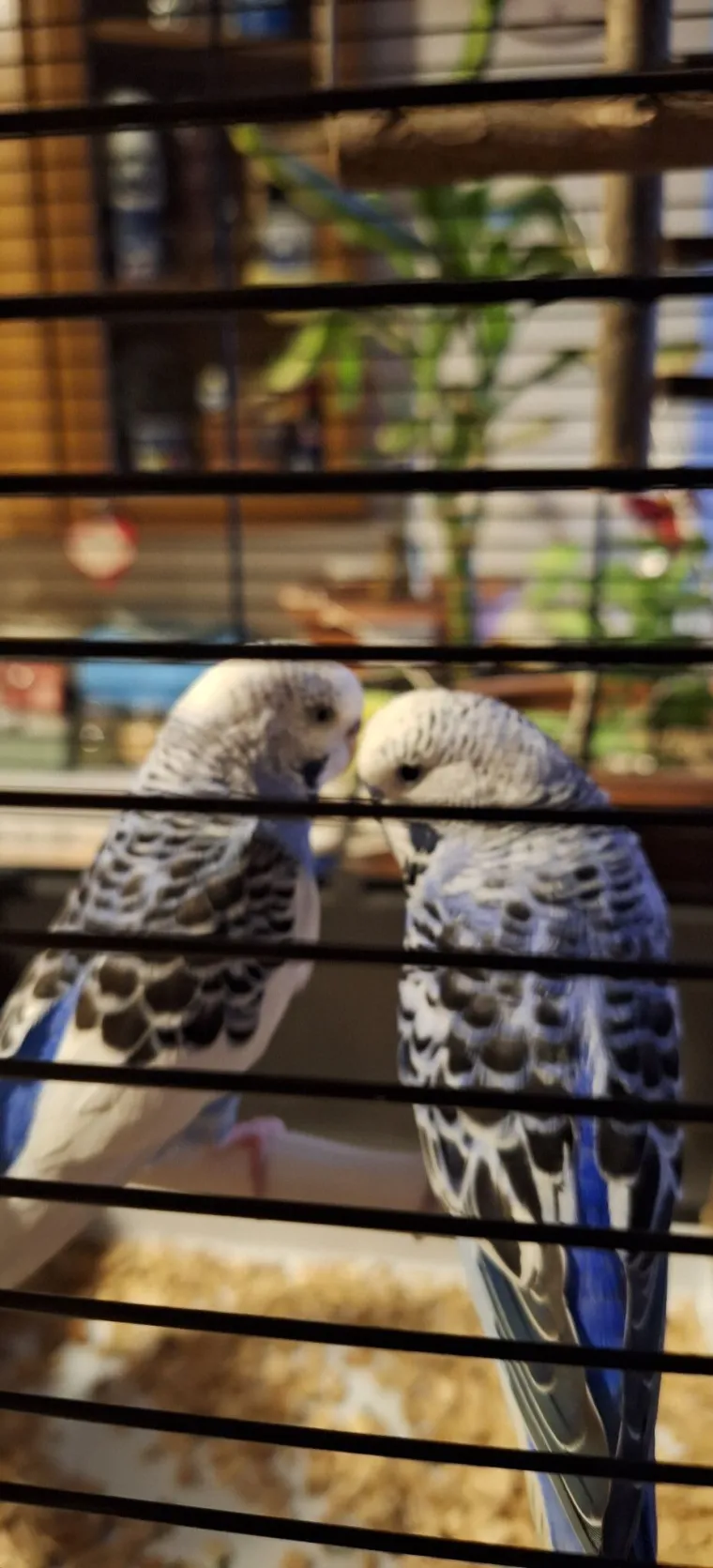 Malo čudo treći je najpopularniji ljubimac na svijetu: Va&scaron;e fotografije ispunile su nam srca