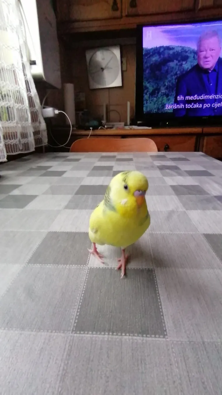 Malo čudo treći je najpopularniji ljubimac na svijetu: Va&scaron;e fotografije ispunile su nam srca