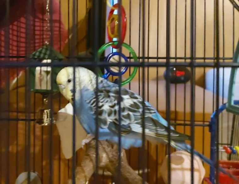 Malo čudo treći je najpopularniji ljubimac na svijetu: Va&scaron;e fotografije ispunile su nam srca