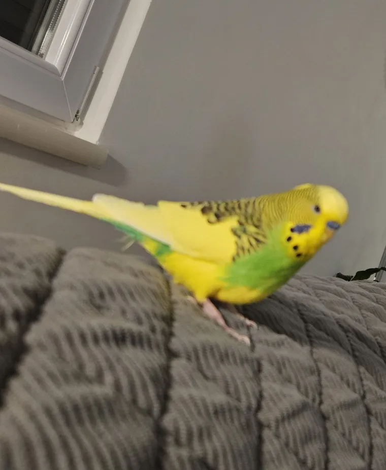 Malo čudo treći je najpopularniji ljubimac na svijetu: Va&scaron;e fotografije ispunile su nam srca