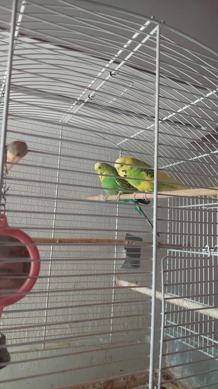 Malo čudo treći je najpopularniji ljubimac na svijetu: Va&scaron;e fotografije ispunile su nam srca