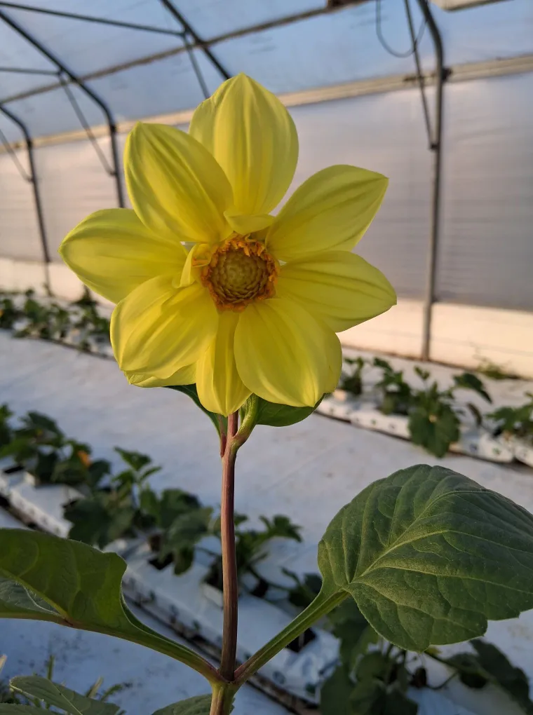 Rasko&scaron;na biljka koja donosi boju: Va&scaron;e kraljice vrtova uljep&scaron;at će svaki dan