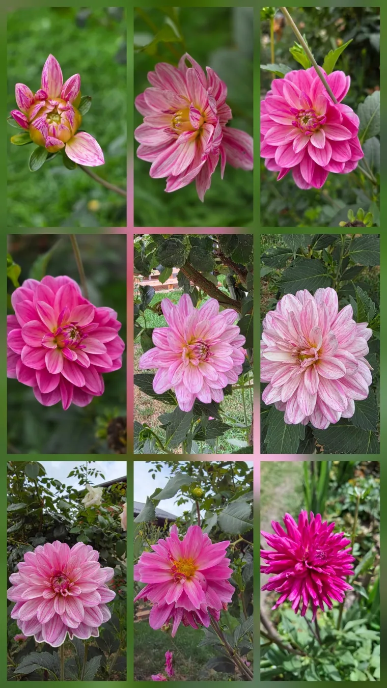 Rasko&scaron;na biljka koja donosi boju: Va&scaron;e kraljice vrtova uljep&scaron;at će svaki dan