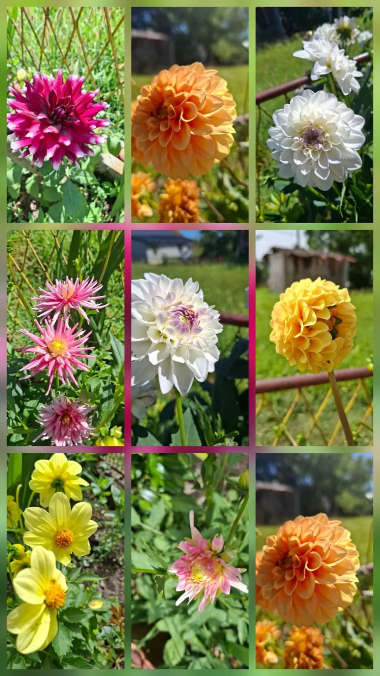 Rasko&scaron;na biljka koja donosi boju: Va&scaron;e kraljice vrtova uljep&scaron;at će svaki dan