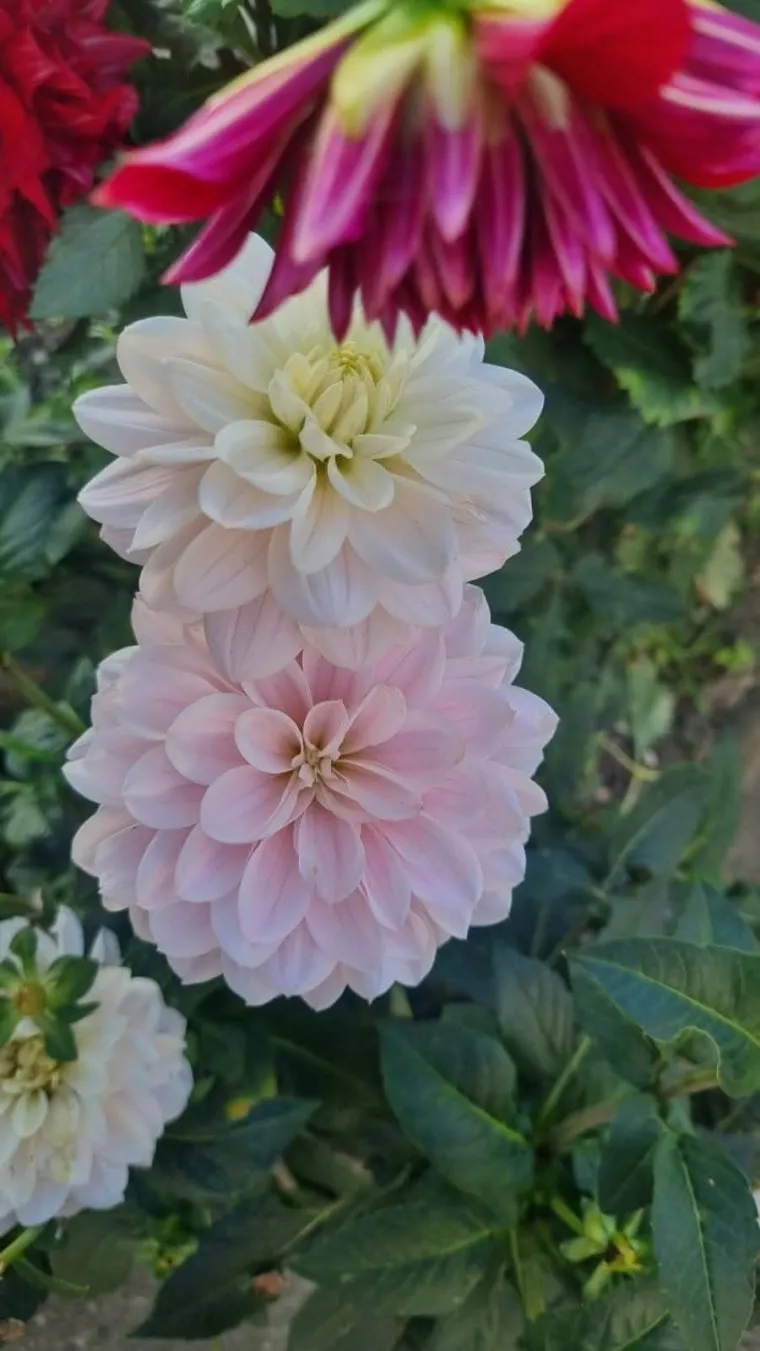 Rasko&scaron;na biljka koja donosi boju: Va&scaron;e kraljice vrtova uljep&scaron;at će svaki dan