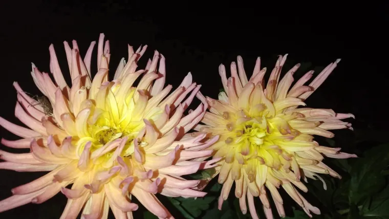 Rasko&scaron;na biljka koja donosi boju: Va&scaron;e kraljice vrtova uljep&scaron;at će svaki dan