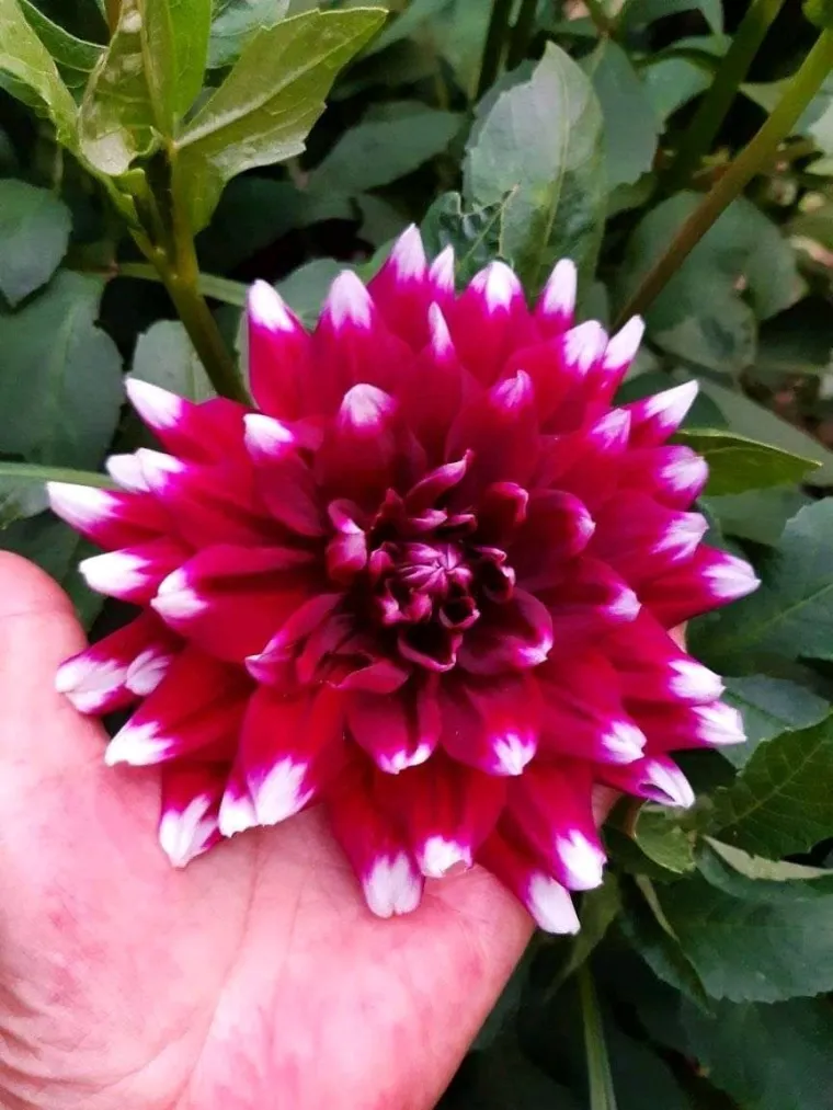 Rasko&scaron;na biljka koja donosi boju: Va&scaron;e kraljice vrtova uljep&scaron;at će svaki dan