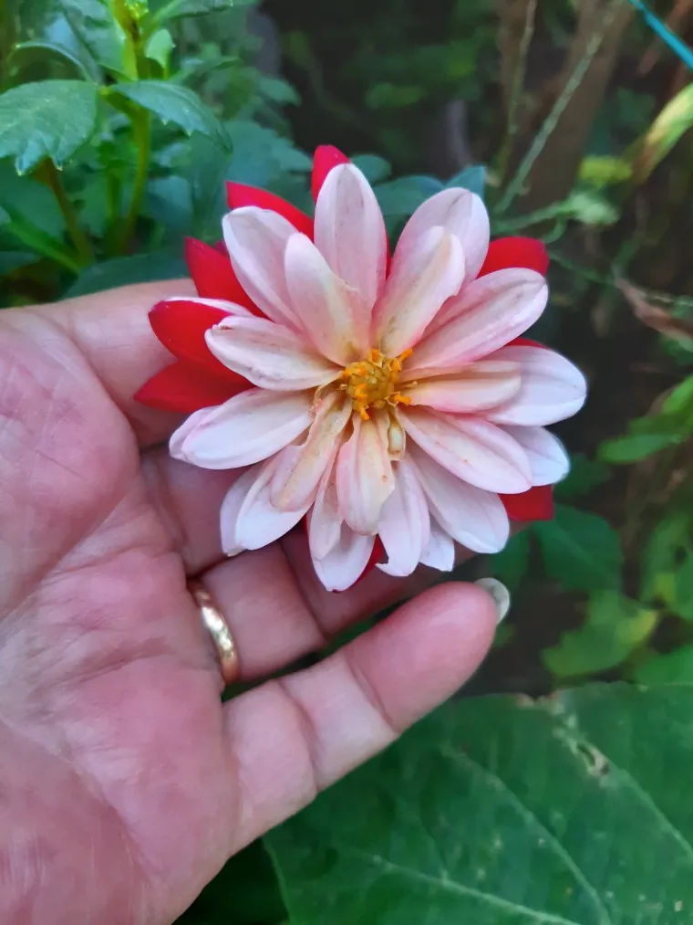 Rasko&scaron;na biljka koja donosi boju: Va&scaron;e kraljice vrtova uljep&scaron;at će svaki dan