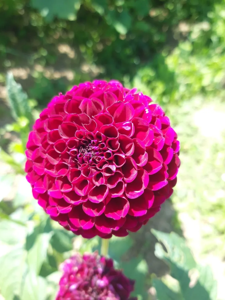 Rasko&scaron;na biljka koja donosi boju: Va&scaron;e kraljice vrtova uljep&scaron;at će svaki dan